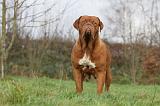 DOGUE DE BORDEAUX 182